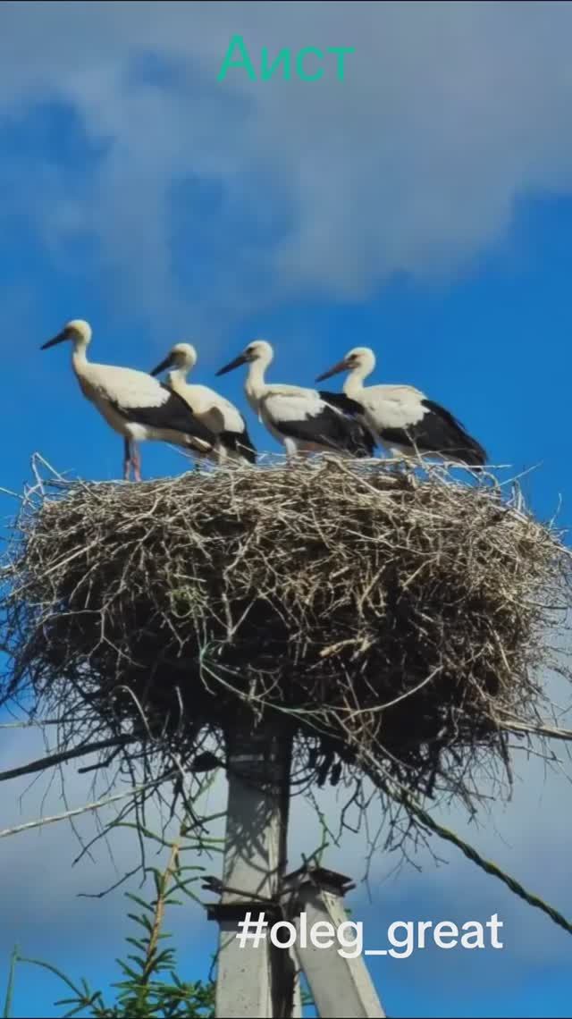 Аист - птица счастья