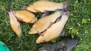 КРУПНЫЕ ЛИНИ И КАРАСЬ В ГРОЗУ.!!!!РЫБАЛКА НА ПОПЛАВОК В МАЕ.