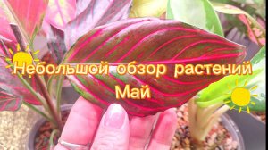 Небольшой обзор растений. Май