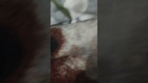 черные немецкие овчарки
