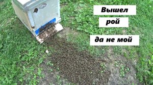 Поймал роя,  вся зараза твоя.