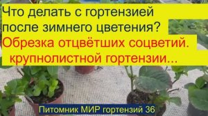 Обрезка гортензии после цветения
