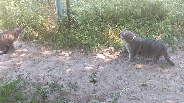 Коржик, привет!