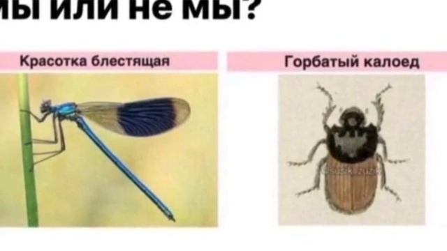 Мы или не мы смотреть онлайн