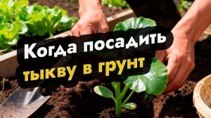 Когда сажать тыкву в грунт - посадка тыквы в грунт
