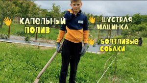 Капельный полив, применяем сухую траву, шустрая машинка, болтливые собаки