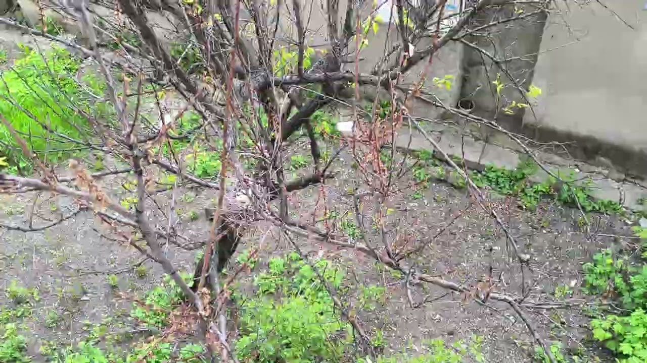 ВОТ И "ВНУКИ" ЯВИЛИСЬ НА СВЕТ! :))) 30/04/2026 г. смотреть онлайн