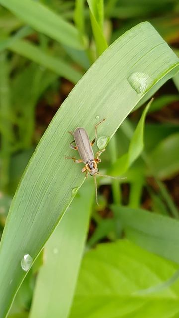 Мягкотелка тёмная (Cantharis obscura) смотреть онлайн