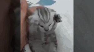 орущий котёнок