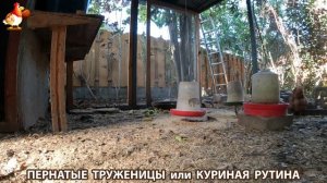 Куриная рутина – что делают куры на выгуле 😂 эпизод (168)