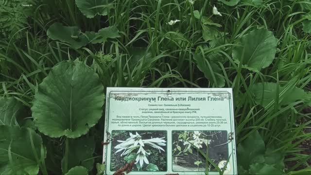 В поисках лилии Глена отравилась в городской парк. Южно-Сахалинск.mp4