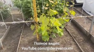 Обработка винограда