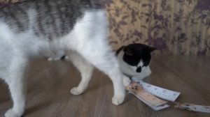 [А ну-ка Давай-ка]BACK TO SCHOOL 2018! КОТ МАЛЫШ и КОШЕЧКА МУРКА и 5 идей необычной канцелярии для ш