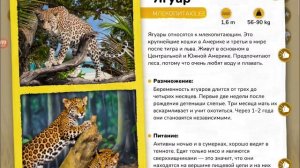 Ягуар
