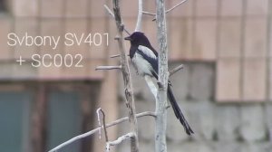 Svbony SV401 + Wi-Fi окуляр SC002