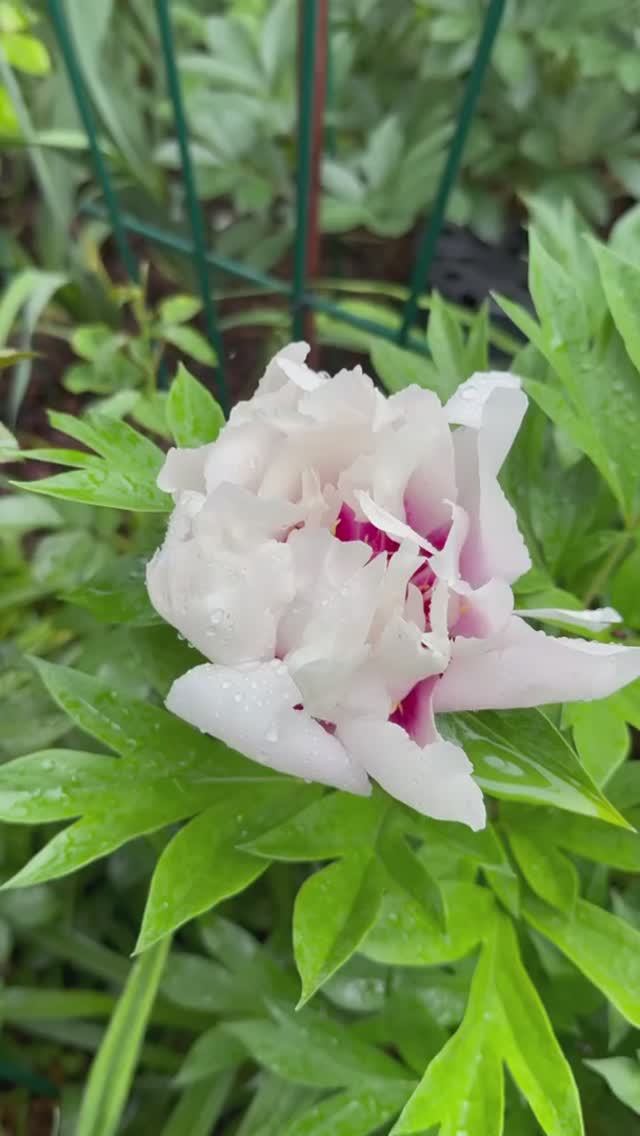 Утро в саду🌿 Пион Кора Луиза🌿 смотреть онлайн
