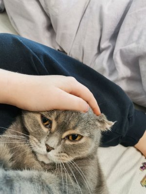 Моя кошка