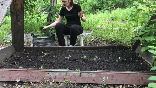 Делаю грядки на заросшем участке и высаживаю огурцы, кабачки, горох