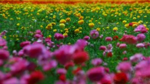 Mehdi - Blossoming flowers