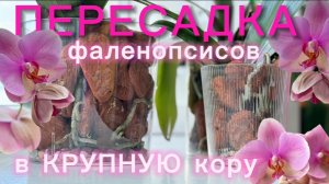 Воздушные посадки орхидей: без тургора, голландская, азиатский подросток, цветущая!