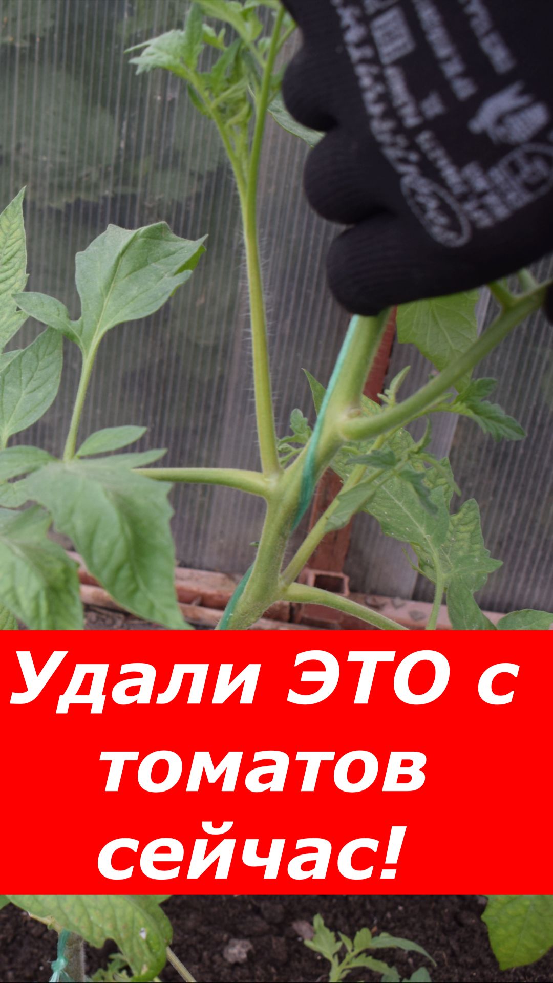 Как пасынковать томаты (для новичков)