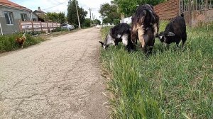 Выпас