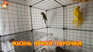 Жёлтый и Зелёный - сериал о жизни двух кольчатых ожереловых попугаев 🦜🦜 (1)