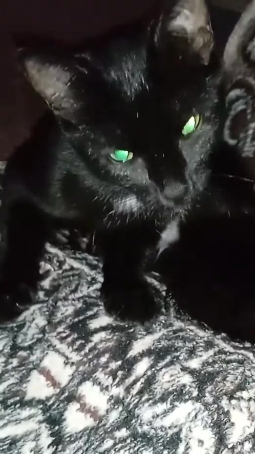 Умный мой котик! 😻🤣 30-05-2026