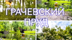 Грачевский пруд: просто Утка 🦆 и утята