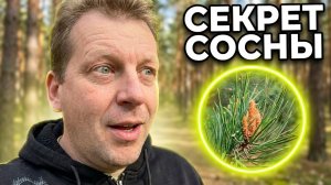Вы точно не знали, как на самом деле растёт сосна