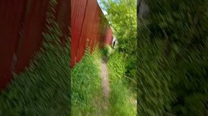 маленький  рассказ о пруде  аэродромном   прогулка  по  пруду