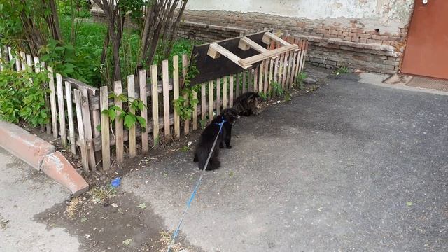 Встреча с соседом. смотреть онлайн