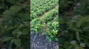 отзыв клиента на препараты от нематоды, Эвидис, Палица, Видат и др