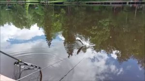 Поимки осетра. Клёвое место, Лосиный остров, нижний водоём.