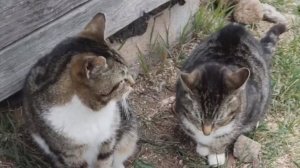 САМОЕ ДЕШЁВОЕ УДОБРЕНИЕ ЗА 0 РУБ! Косим траву в огороде + секрет жирных перцев и огурцов