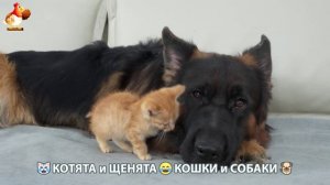 Котята и щенята 🐈🐶 Кошки и собаки 🤗 Про животных (27)
