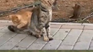 Немного Юмора.