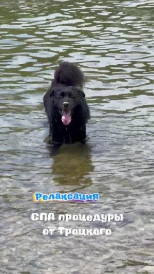 🐳🐶🐠 СПА процедуры от Троцкого!