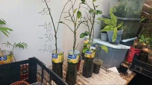 Продою саженцы лимонов