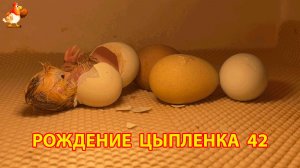 Вылупление цыпленка из яйца в инкубаторе версия 42
