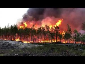 Лесной пожар в ХМАО.Внимание! Пожар в ХМАО. Горят леса.