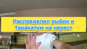 Распределил рыбок и Таракатум на нерест