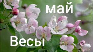 Таро расклад для Весов на май 2026 года