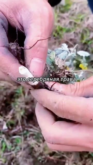 #популярное