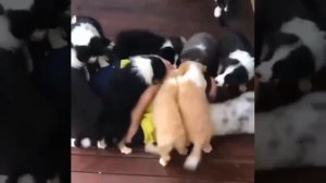 Собакотерапия🥰))