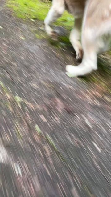 Наше спортивное утро! #shorts #husky #huskylove #лес #бег #спорт #sport