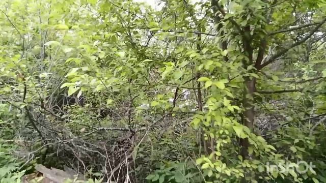 Собираем Ландыши рядом с домом. Дом в глуши. смотреть онлайн