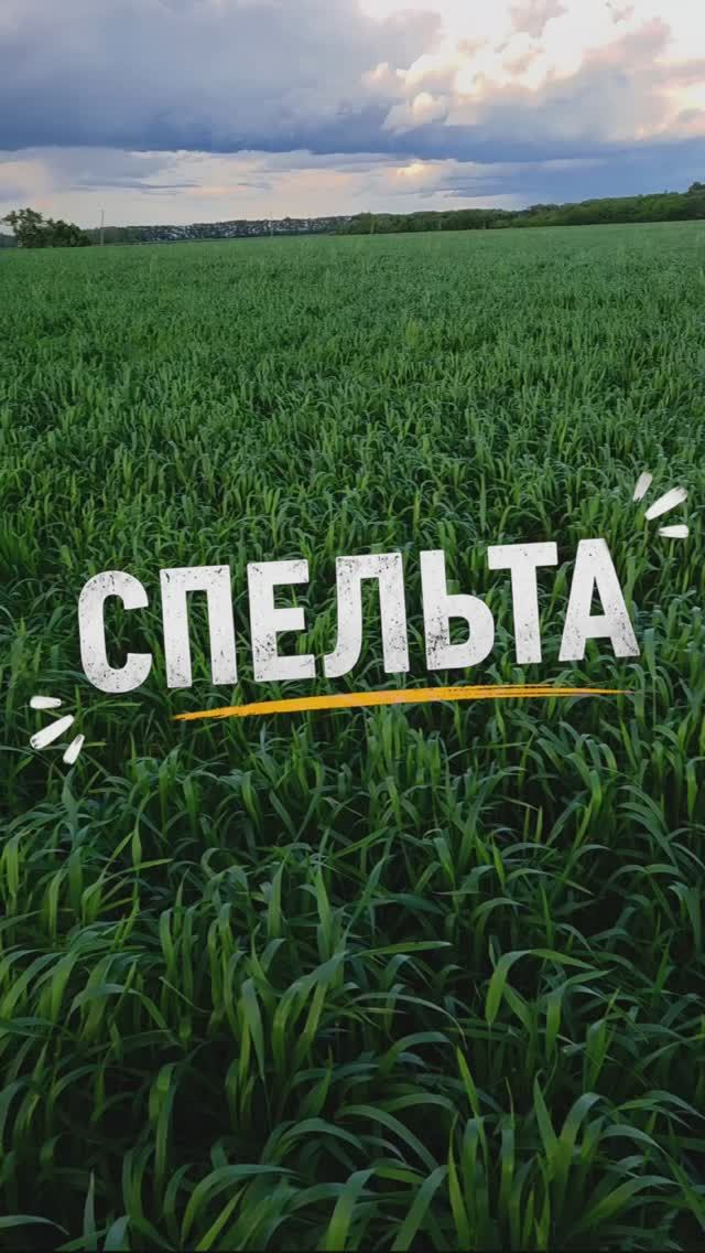 Пробные 10 гектар спельты. #AUM #YogaFerma #сельскоехозяйство #поле #спельта