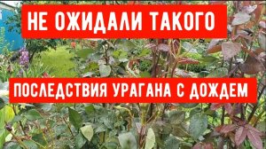 268🏡Последствия урагана с дождем/Развожу заказы/Нормирую персики/1 часть