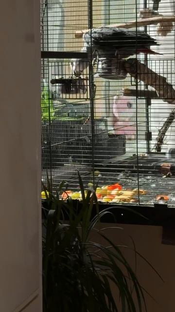 30-05-2026. Попугай 🦜 Жако. По трапезничал. Всё на полу. смотреть онлайн